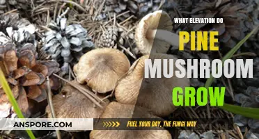 Pine Mushrooms: Ideal Elevation for Growth and Harvesting Tips