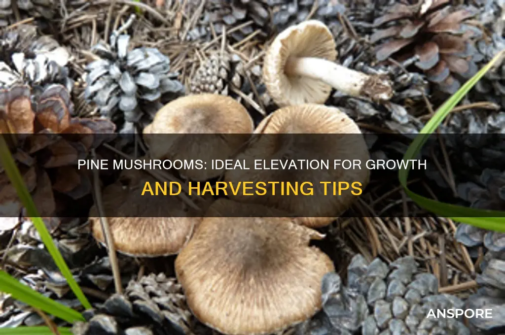 what elevation do pine mushrooms grow