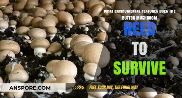 Button Mushroom Survival: Essential Environmental Conditions for Healthy Growth