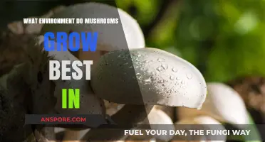 Optimal Conditions for Mushroom Growth: Environment, Humidity, and Substrate