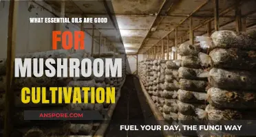 Boost Mushroom Growth: Top Essential Oils for Cultivation Success