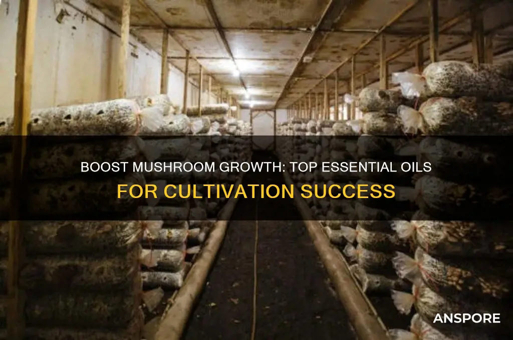 what essential oils are good for mushroom cultivation