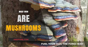 Mushrooms: Nature's Magical Mystery