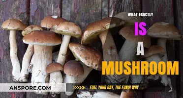 Mushrooms: Nature's Magical Fungi