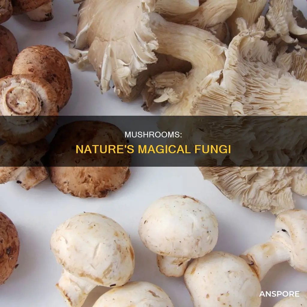 what exactly is a mushroom