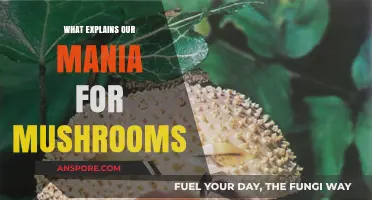 Unveiling the Fascination: Why Mushrooms Captivate Our Modern Imagination