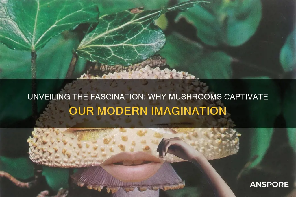 what explains our mania for mushrooms