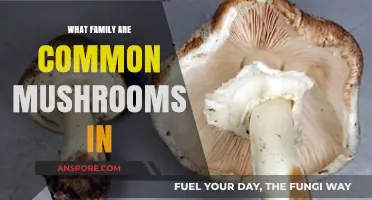 Exploring the Basidiomycota Family: Common Mushrooms and Their Classification
