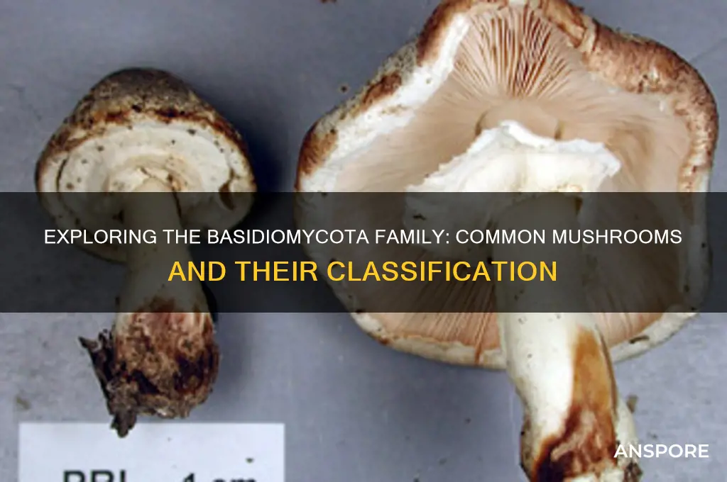 what family are common mushrooms in