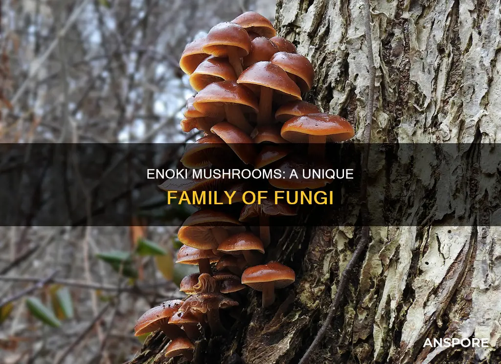 what family are enoki mushrooms