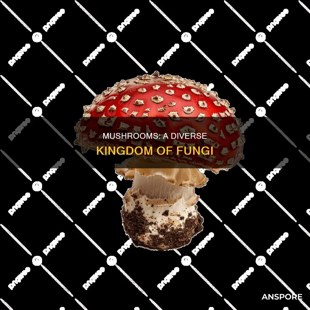 what family are mushrooms in