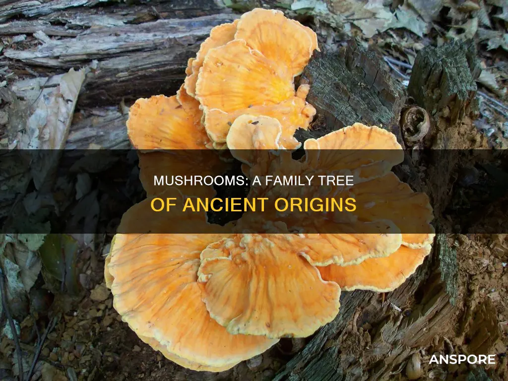 what family did mushrooms originate