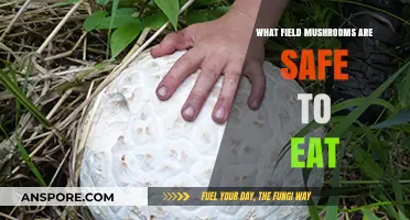 Foraging Safely: Identifying Edible Field Mushrooms and Avoiding Toxic Varieties