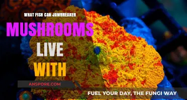 Jawbreaker Mushrooms: Compatible Fish Species for Your Aquarium Setup