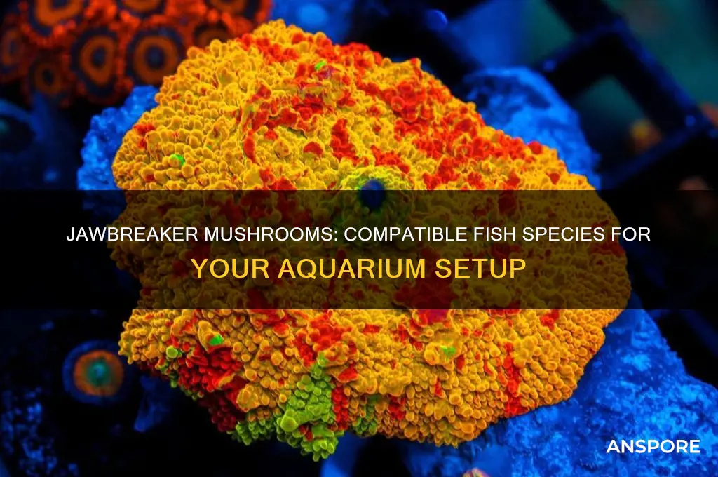 what fish can jawbreaker mushrooms live with