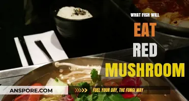 Fish Species That Feed on Red Mushrooms in Aquariums