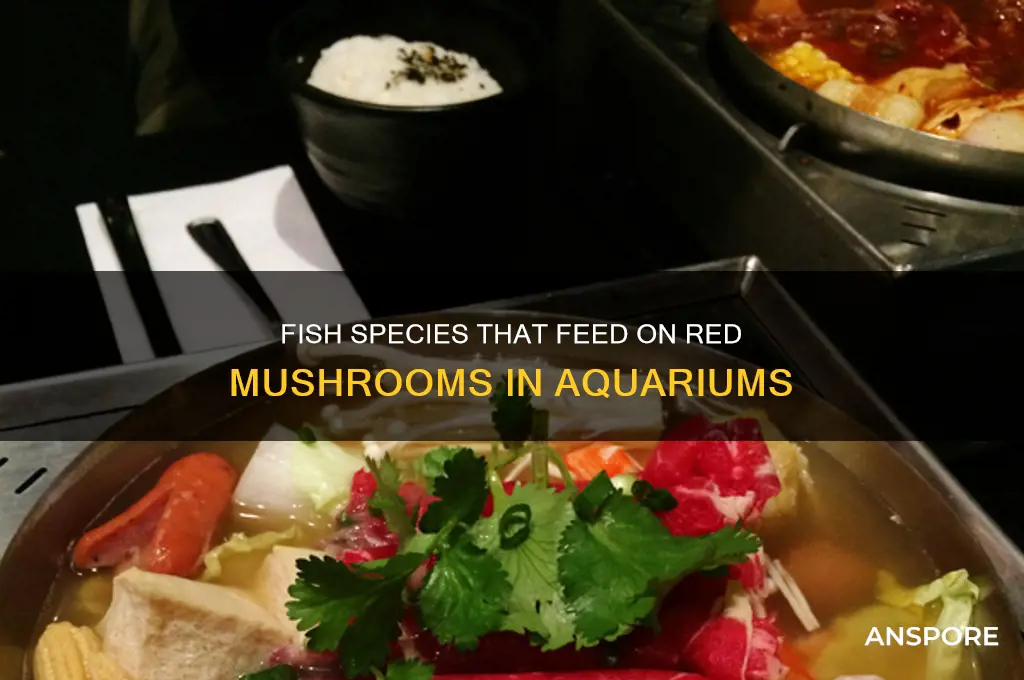 what fish will eat red mushrooms