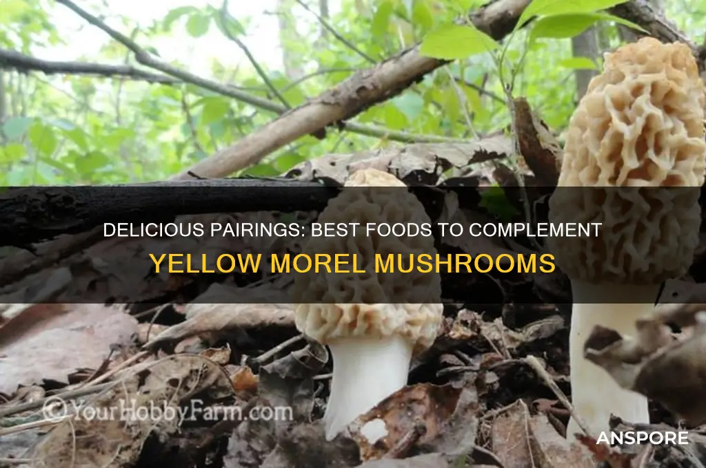 what food to eat with yellow morel mushrooms