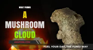 How Mushroom Clouds Form and Why