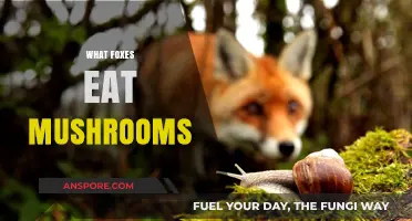 Do Foxes Eat Mushrooms? Exploring Their Diet and Foraging Habits