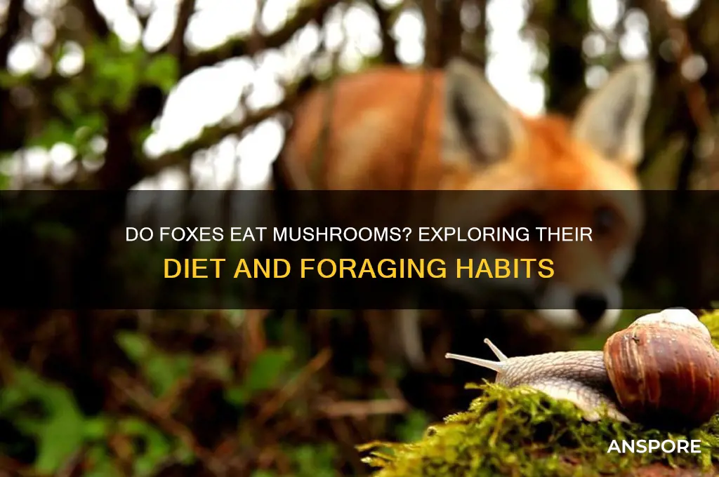 what foxes eat mushrooms