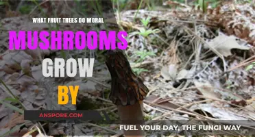 Moral Mushrooms and Fruit Trees: Unlikely Companions in Nature's Garden