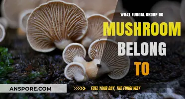 Unveiling the Fungal Kingdom: Which Group Do Mushrooms Belong To?