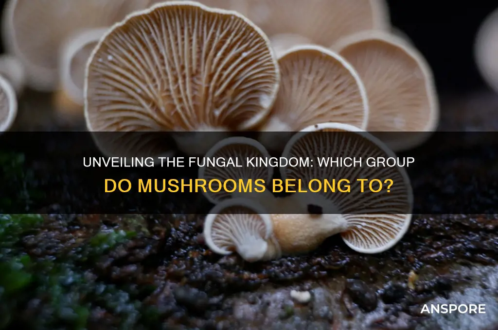 what fungal group do mushrooms belong to