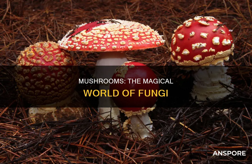 what fungi are mushrooms