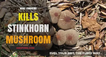 Eradicate Stinkhorn Mushrooms with the Right Fungicide