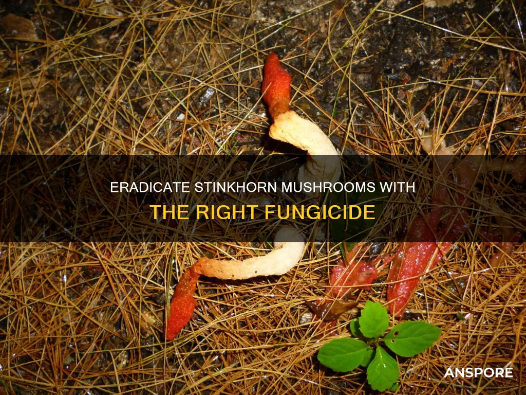 what fungicide kills stinkhorn mushroom