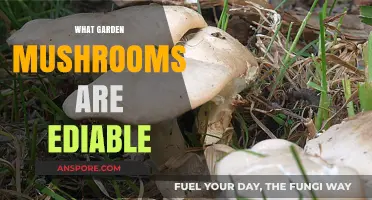 Edible Garden Mushrooms: What's Safe to Pick?