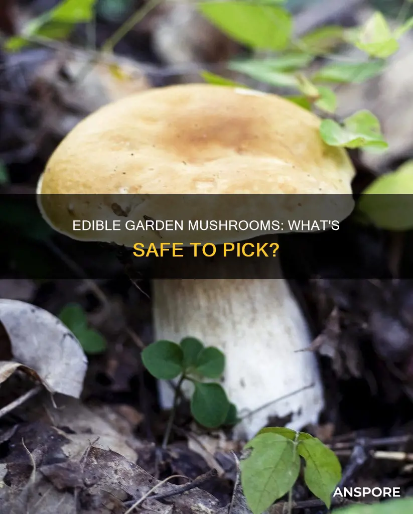 what garden mushrooms are ediable