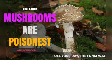 Deadly Garden Mushrooms: Poisonous Varieties to Avoid