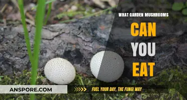 Safe and Delicious: Identifying Edible Garden Mushrooms for Your Plate