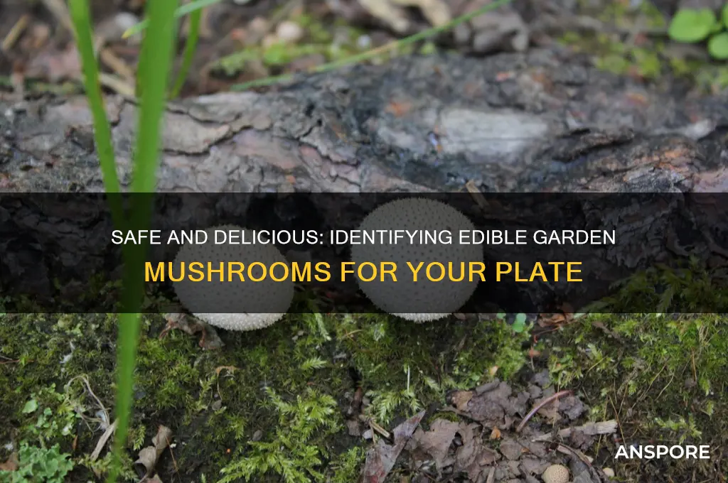 what garden mushrooms can you eat