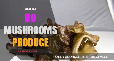 Mushrooms: The Surprising Gas They Produce