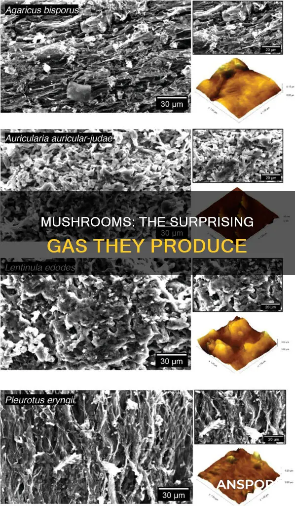 what gas do mushrooms produce