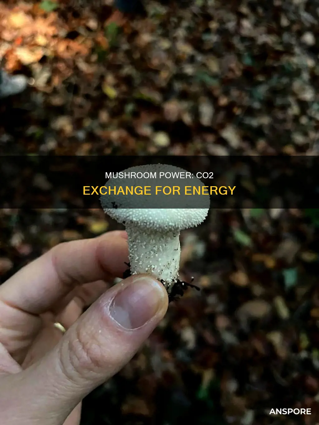 what gas does mushroom exchange
