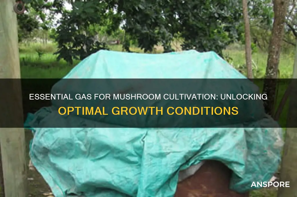 what gas is needed to grow mushrooms