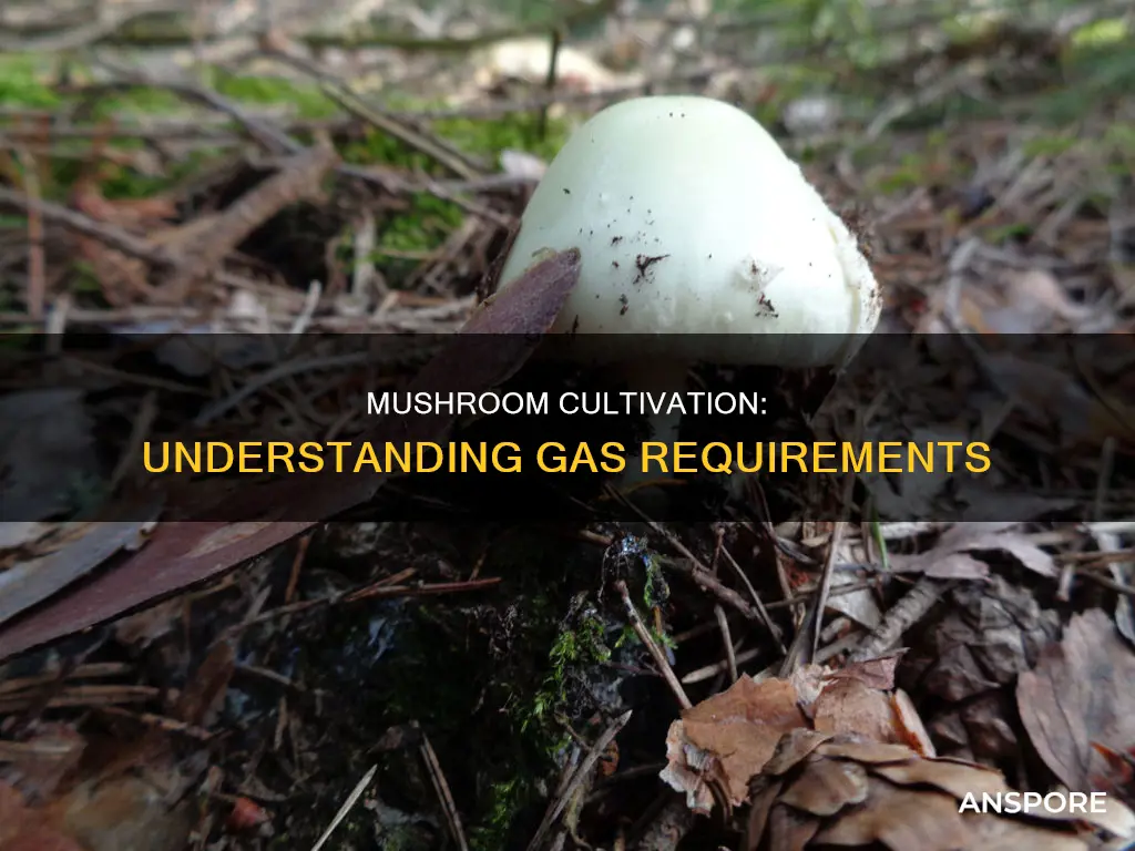 what gasses do mushrooms need