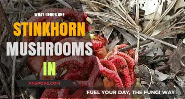 Unveiling the Genus of Stinkhorn Mushrooms: A Fascinating Fungal Family