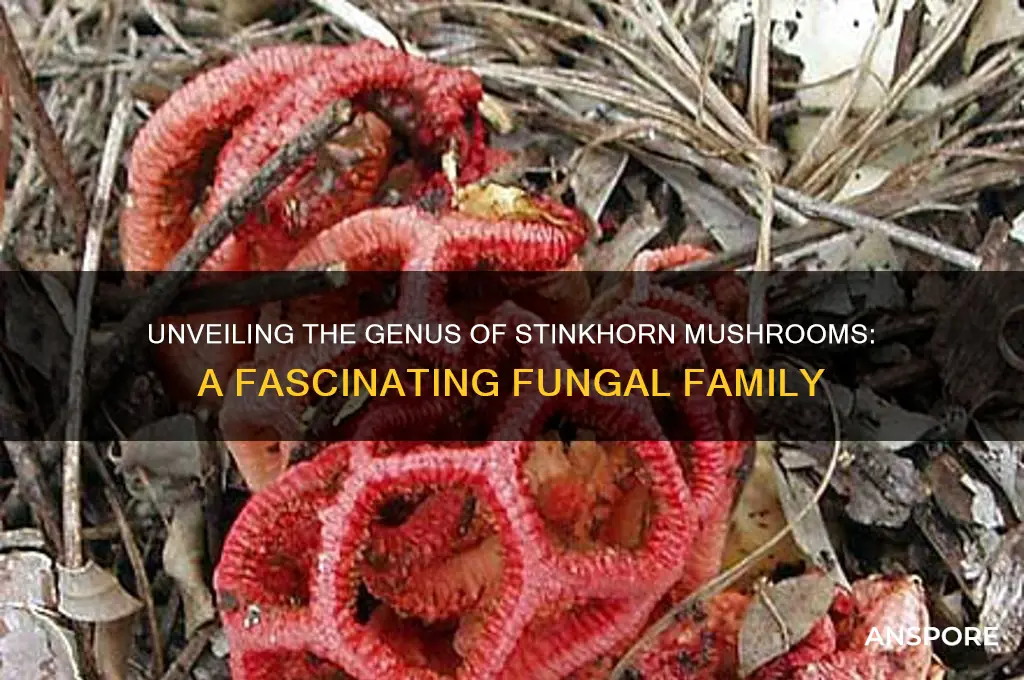 what genus are stinkhorn mushrooms in