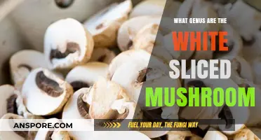 Unveiling the Genus of Common White Sliced Mushrooms: A Culinary Staple