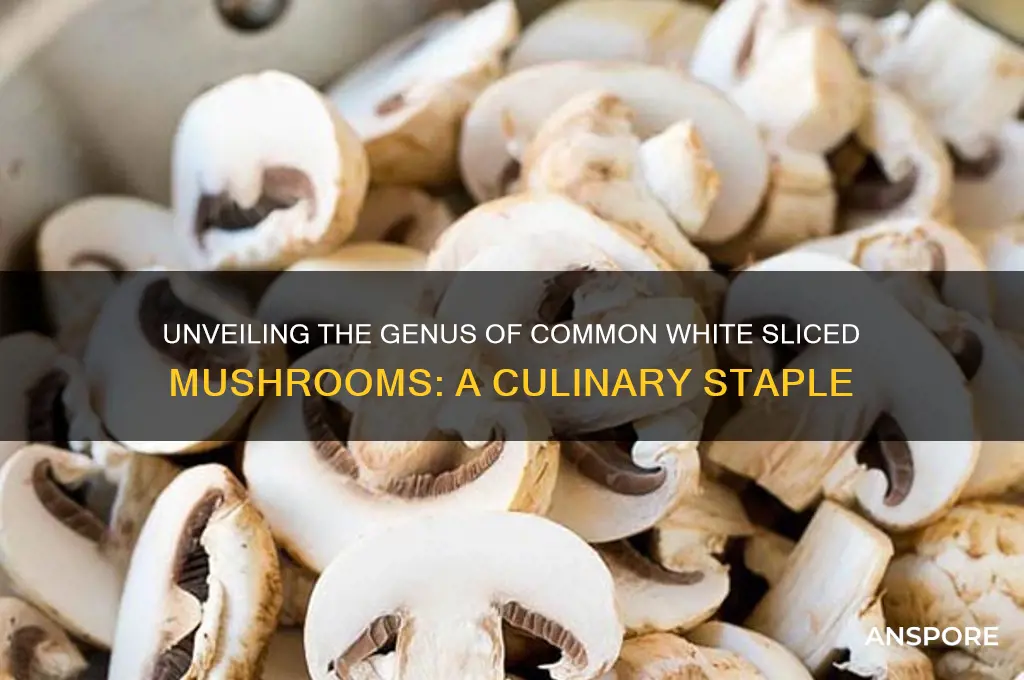 what genus are the white sliced mushrooms