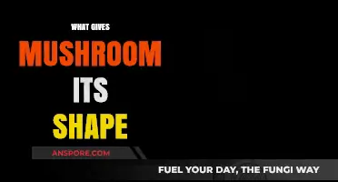 Mushroom Shapes: Nature's Intricate Design Secrets