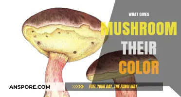 Mushroom Color Secrets: Unveiling Nature's Palette