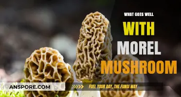 Delicious Pairings: Perfect Ingredients to Complement Morel Mushrooms