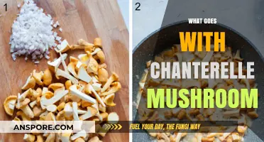 The Ultimate Chanterelle Mushroom Companion Guide