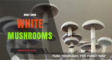 Discover the Health Benefits and Culinary Uses of Good White Mushrooms
